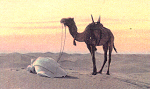 suncamel.jpg (186759 bytes)